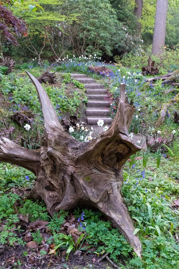 Rework a shady nook of your yard with a shocking stumpery – The Center-Sized Yard