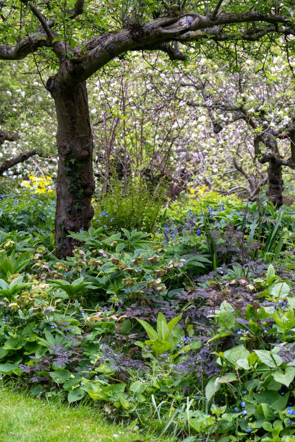 23 beautiful flooring cowl vegetation to create a tapestry of shade in difficult-to-plant areas – The Coronary heart-Sized Yard