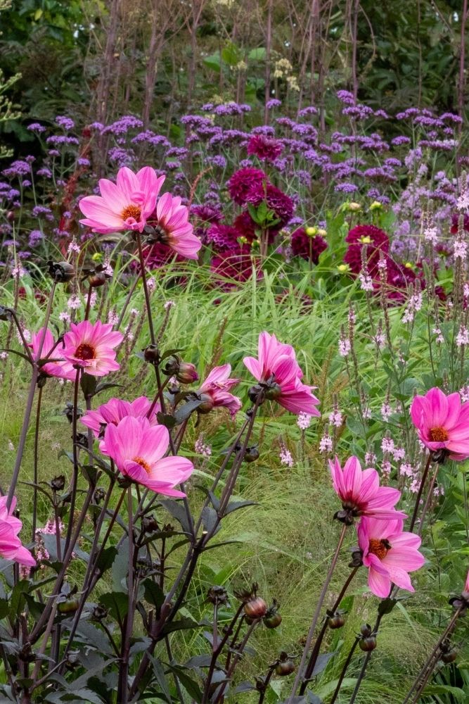 What it’s important know to create a beautiful perennial border – The Center-Sized Yard