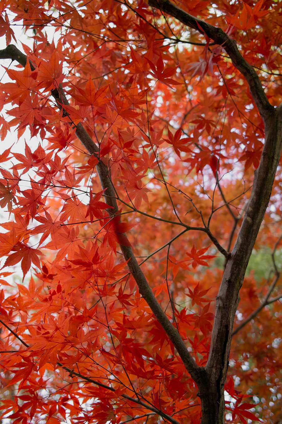 The most effective methods to Develop Japanese Maples • The Yard Glove