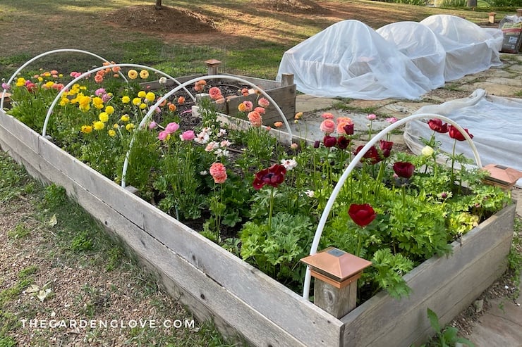 DIY Raised Yard Mattress Covers to Defend Crops from Frost • The Yard Glove