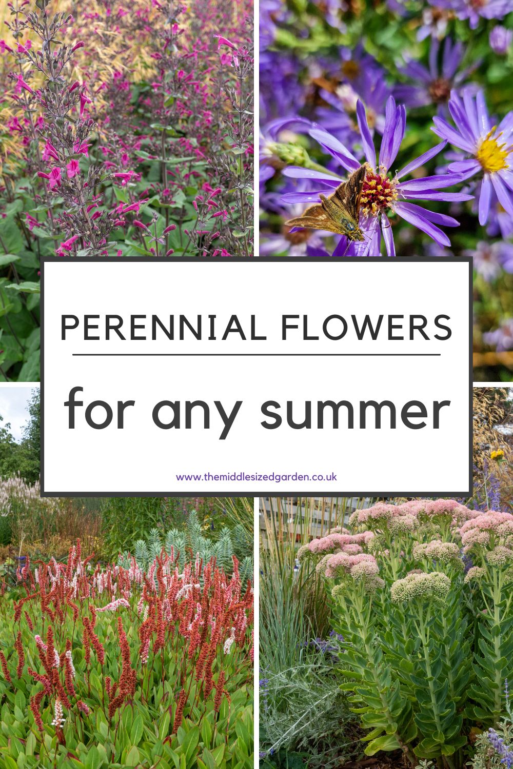 10 lovely nonetheless sturdy perennials for too moist and too dry summers – The Coronary heart-Sized Yard