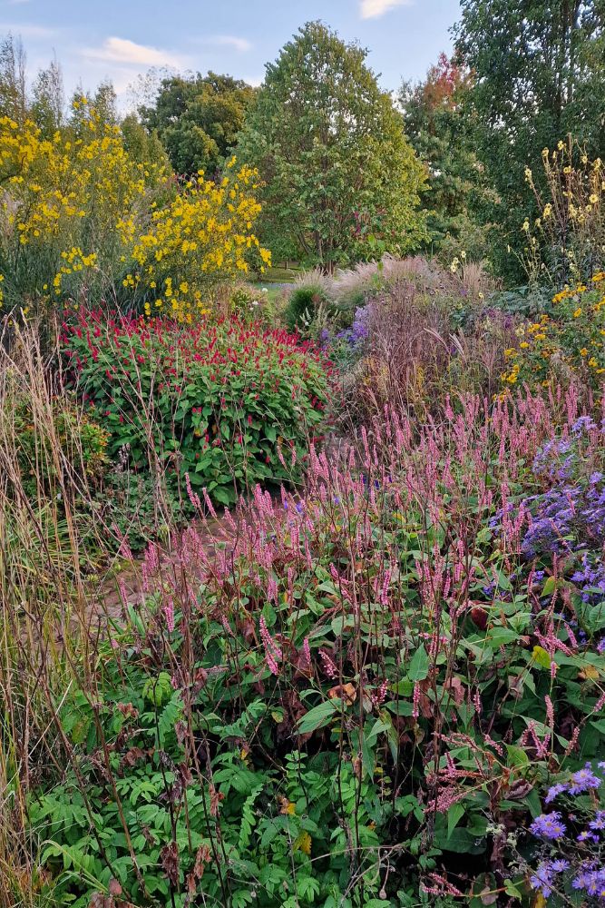 The only time to plant perennials + prime strategies on filling a definite section in your border – The Coronary heart-Sized Yard