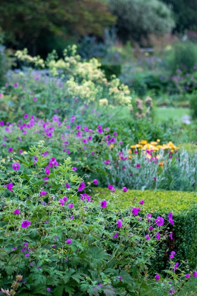 6 favorite perennial flowers that bloom all summer season season – The Center-Sized Yard