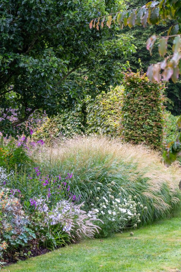 7 smart decorative grasses to present your border gentle and motion – The Coronary heart-Sized Yard