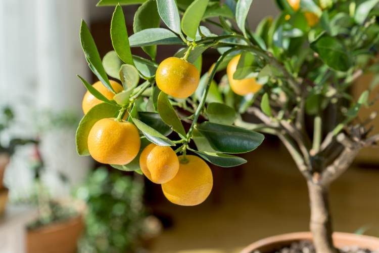 Information to Rising Citrus Timber in Pots or Containers • The Yard Glove