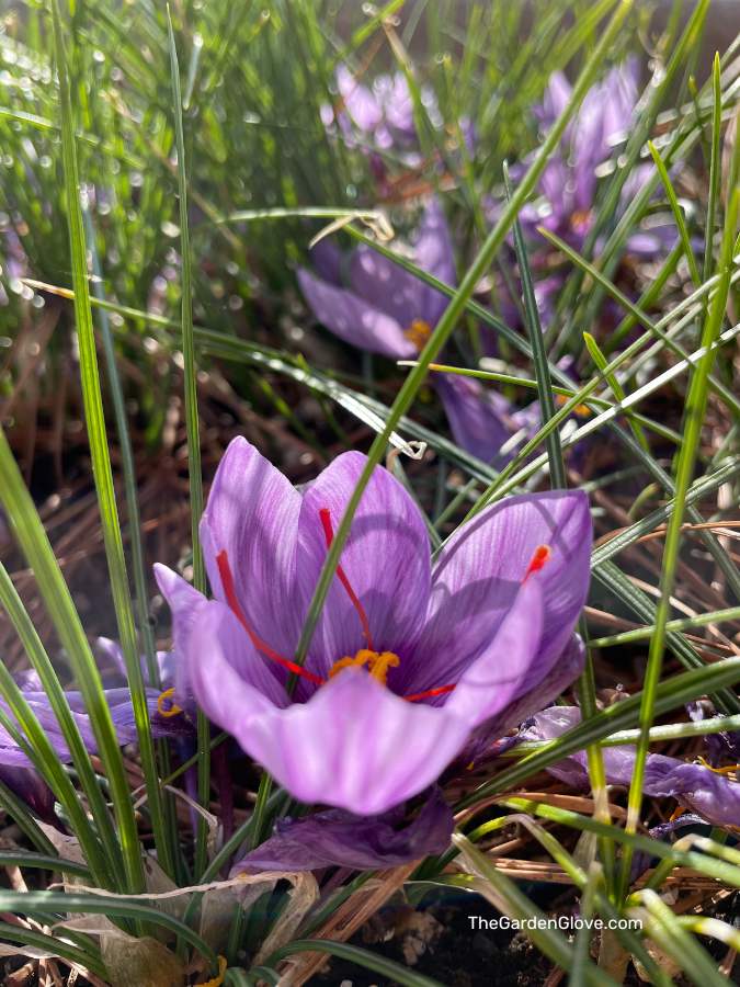 Suggestions on the best way to Develop Saffron at Residence • The Yard Glove